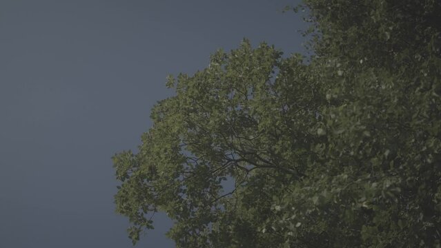 Drone undershot of a green tree against a blue sky in the background