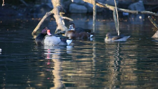 a pair of rosy-billed pochard, Netta peposaca, at a public park in Buenos Aires. Also visible a few yellow-billed teal (Anas flavirostris) and a nutria in the back