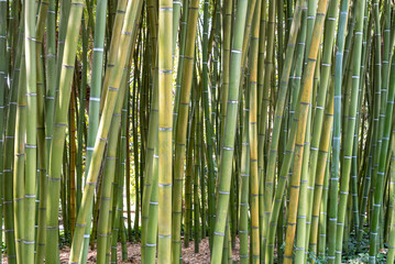 Close-up on bamboo plantation