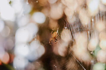 Spider on the web. autumn nature background
