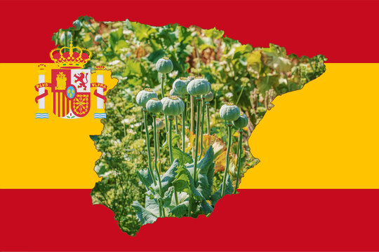 Outline map of Spain with the image of the national flag. Image of a poppy cob inside the card. Collage. Spain is a major poppy producer.