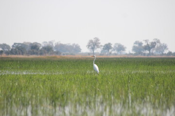 white heron in flight