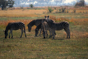 Fototapeta na wymiar zebras in serengeti national park city