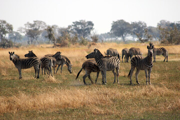 Fototapeta na wymiar zebras and zebra
