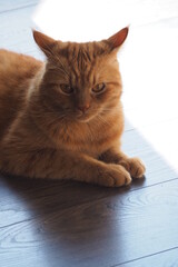 Leżący rudy kot na drewnianej podłodze