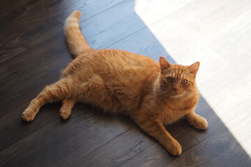 Leżący rudy kot na drewnianej podłodze - obrazy, fototapety, plakaty