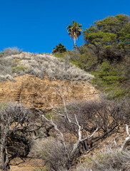 Arid Hillside  with Palm Trees and Bush.