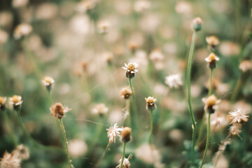 flowers in the grass