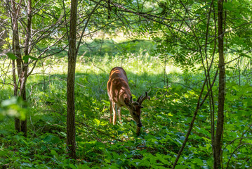 Fototapeta na wymiar Young Buck Deer Feeding On Summer Leaves