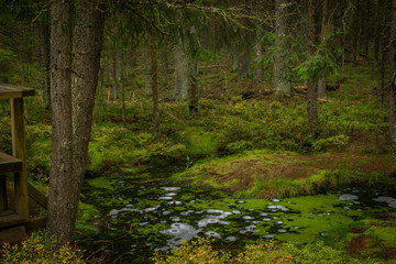 Obraz premium Hot spring Smradoch in Slavkovsky les mountains in west Bohemia