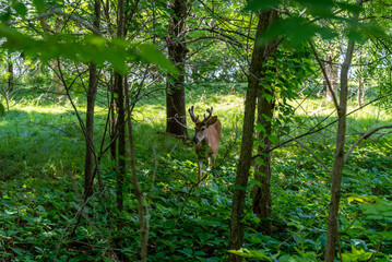 Fototapeta na wymiar Young Buck Deer Feeding On Summer Leaves