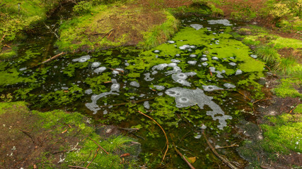 Hot spring Smradoch in Slavkovsky les mountains in west Bohemia