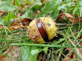 Autumn has come, ripe chestnuts smash and lie in disorder on the lawn, on a damp morning near Paku Julianowski in Łódź. - obrazy, fototapety, plakaty