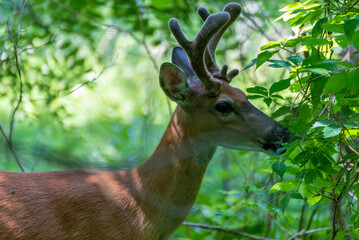 Young Buck Deer Feeding On Summer Leaves