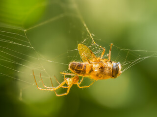 Spider eating a bee