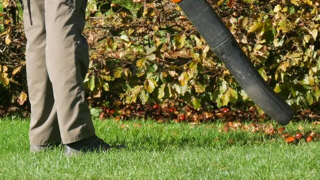 A janitor removes chestnuts and fallen leaves from a green lawn with a special outdoor vacuum cleaner