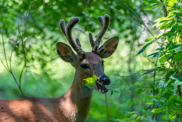 Young Buck Deer Feeding On Summer Leaves