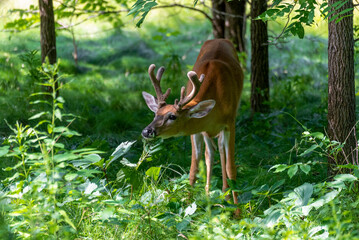 Young Buck Deer Feeding On Summer Leaves