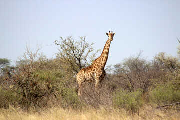 giraffe walking in the savannah