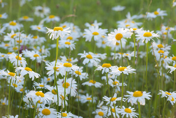 wild marguerites on blooming meadow in spring time - obrazy, fototapety, plakaty