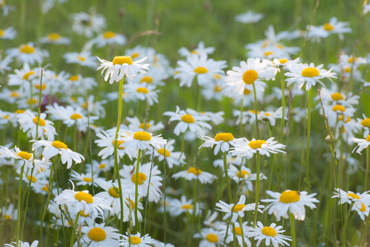 wild marguerites on blooming meadow in spring time