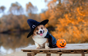 a postcard for Halloween a corgi dog in a carnival black hat sits on a bridge in an autumn park...