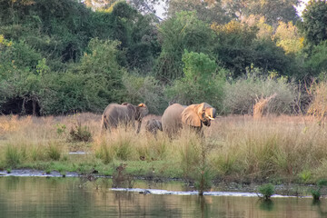Elephants by Zambezi River, Zambia
