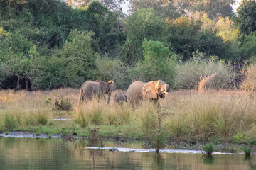 Obraz premium Elephants by Zambezi River, Zambia