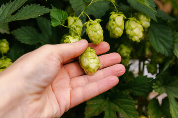Naklejka na ściany i meble Farming and agriculture concept. Woman farm worker hand picking green fresh ripe organic hop cones for making beer and bread. Fresh hops for brewing production. Hop plant growing in garden or farm