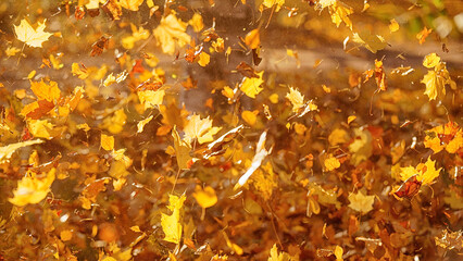 Flying yellow leaves on the wind