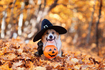 cute corgi dog in fancy black hat sitting in autumn park with pumpkin for halloween
