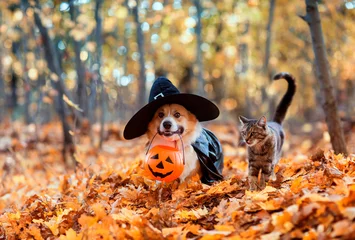 Fototapeten Süßer Corgi-Hund mit schickem schwarzem Hut und gestreifter Katze, die im Herbstpark mit Kürbis für Halloween sitzt © nataba