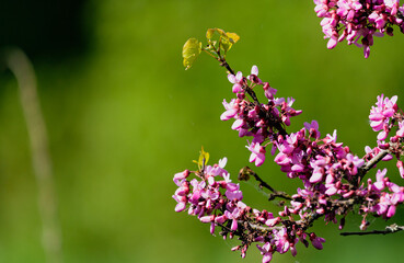 Macro et Nature 