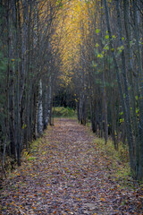 Obraz premium Empty dirt road covered with fallen leaves between birch and pine trees in autumn forest. Natural arch. Selective focus. Copy space for your text and decorations. Hiking theme.
