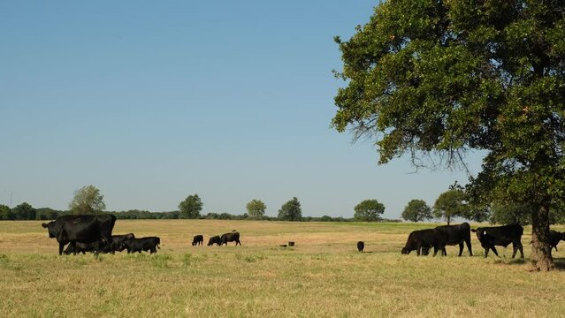 Black angus beef cattle herd grazing in summer field on Texas ranch