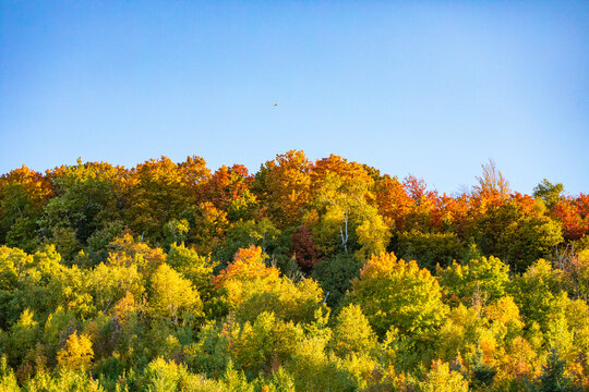 Beautiful and colorful autumn leaves on tree background a bird flying in Canada