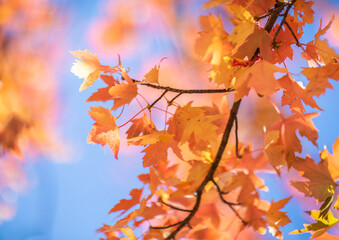 Beautiful and colorful autumn leaves on tree background in Canada, close up with shallow focus