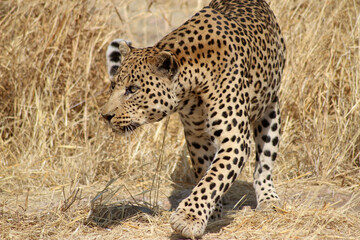 leopard in the grass