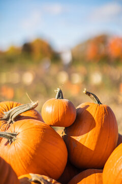 Different sizes of orange pumpkins at a pumpkin picking farm during autumn in Canada, close up with shallow focus