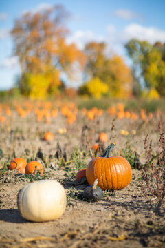 Different sizes of orange pumpkins at a pumpkin picking farm during autumn in Canada, close up with shallow focus