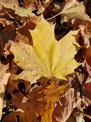 Autumn has arrived, gold-colored leaves lie on the lawn, on a sunny day, near Julianowski Pak in Lodz.