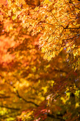 Beautiful and colorful autumn leaves on tree background in Canada