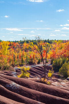 Beautiful and colorful autumn leaves on tree background at Cheltenham Badlands, unusual landscape