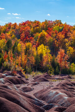 Beautiful and colorful autumn leaves on tree background at Cheltenham Badlands, unusual landscape