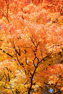 Beautiful and colorful autumn leaves on tree background in Canada