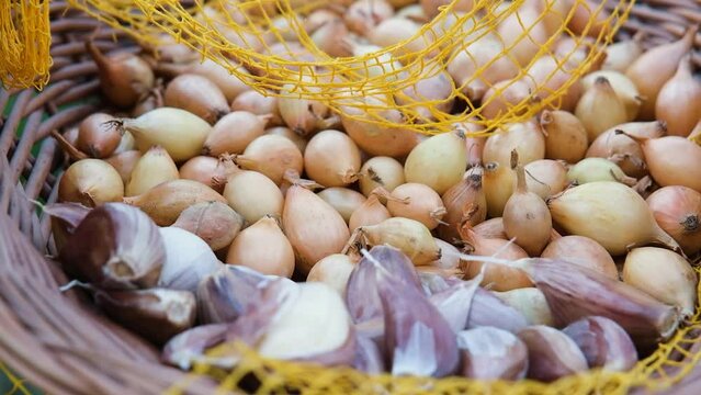 Onions and garlic in a wicker basket for planting in the garden. Planting seeding onionsand garlic in organic vegetable garden. The concept of organic farming and spring gardening