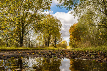 Trees with falling yellow foliage on the side of a rural road. A large puddle on the road, the sky and trees are reflected in the water, a lot of fallen leaves. Autumn landscape on a sunny day