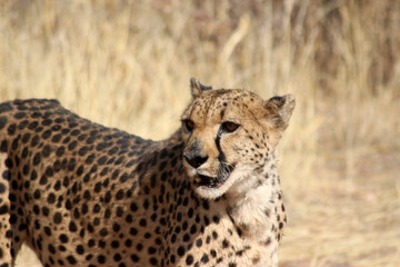 Naklejka na ściany i meble cheetah in the savannah