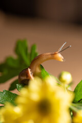 Snail, beautiful snail walking on yellow flowers with green leaves seen through a macro lens, selective focus.
