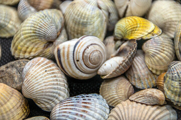 Many multi-colored seashells lie close-up	
